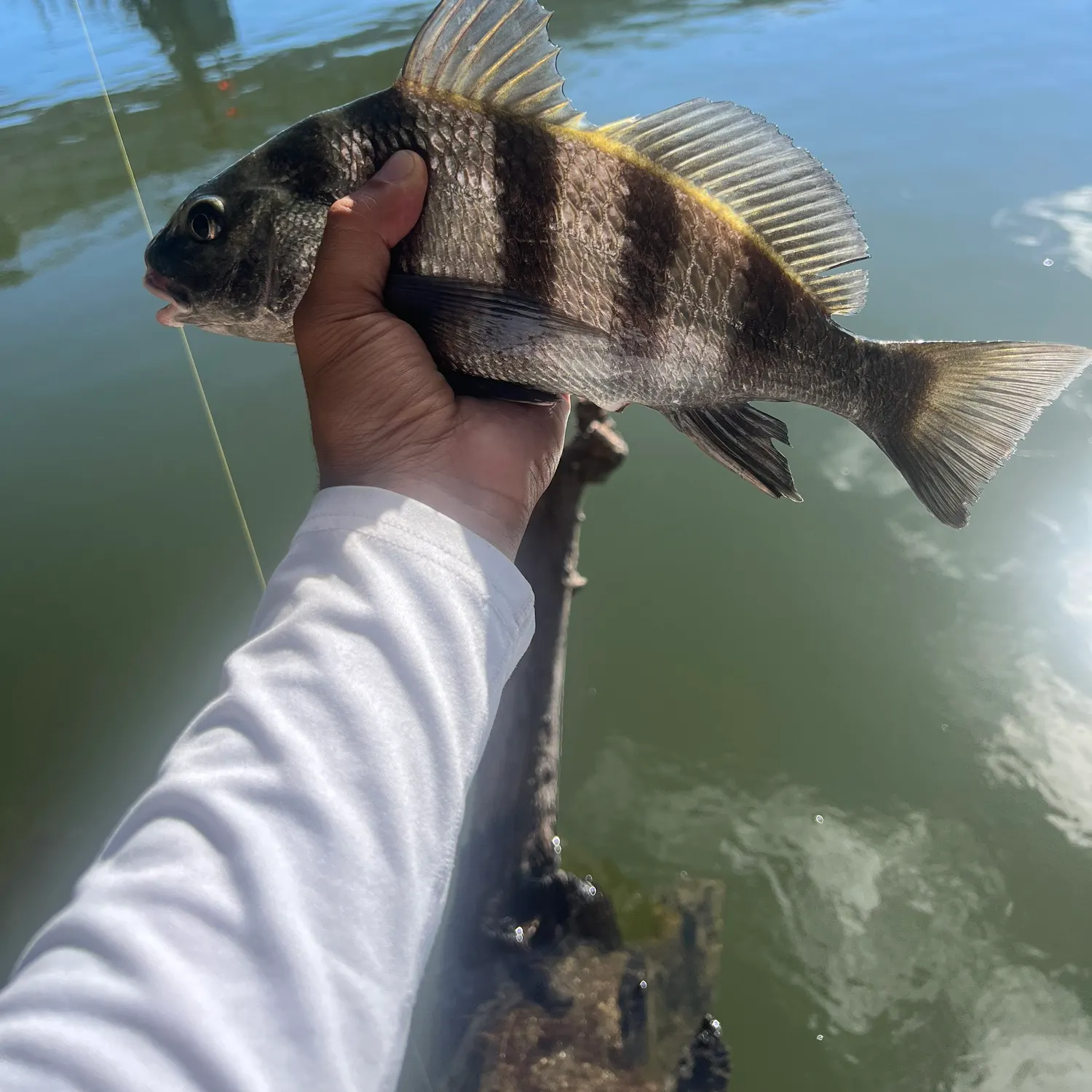 Black drum caught on Fishbrain