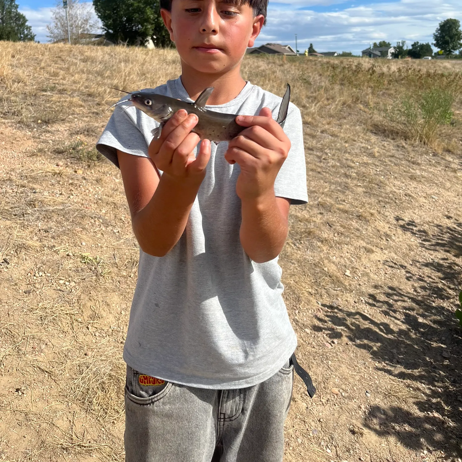 Channel catfish caught on Fishbrain