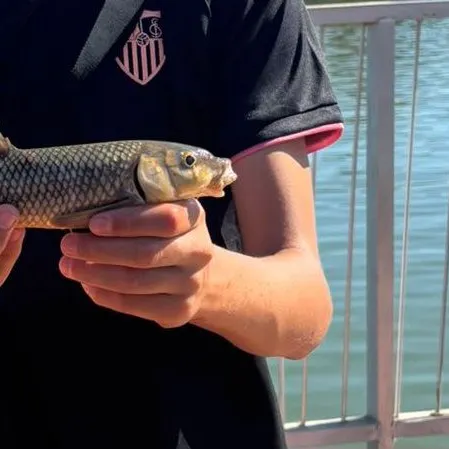 Common barbel caught on Fishbrain