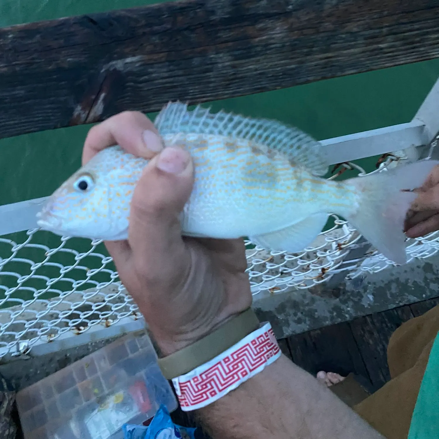 angler catch