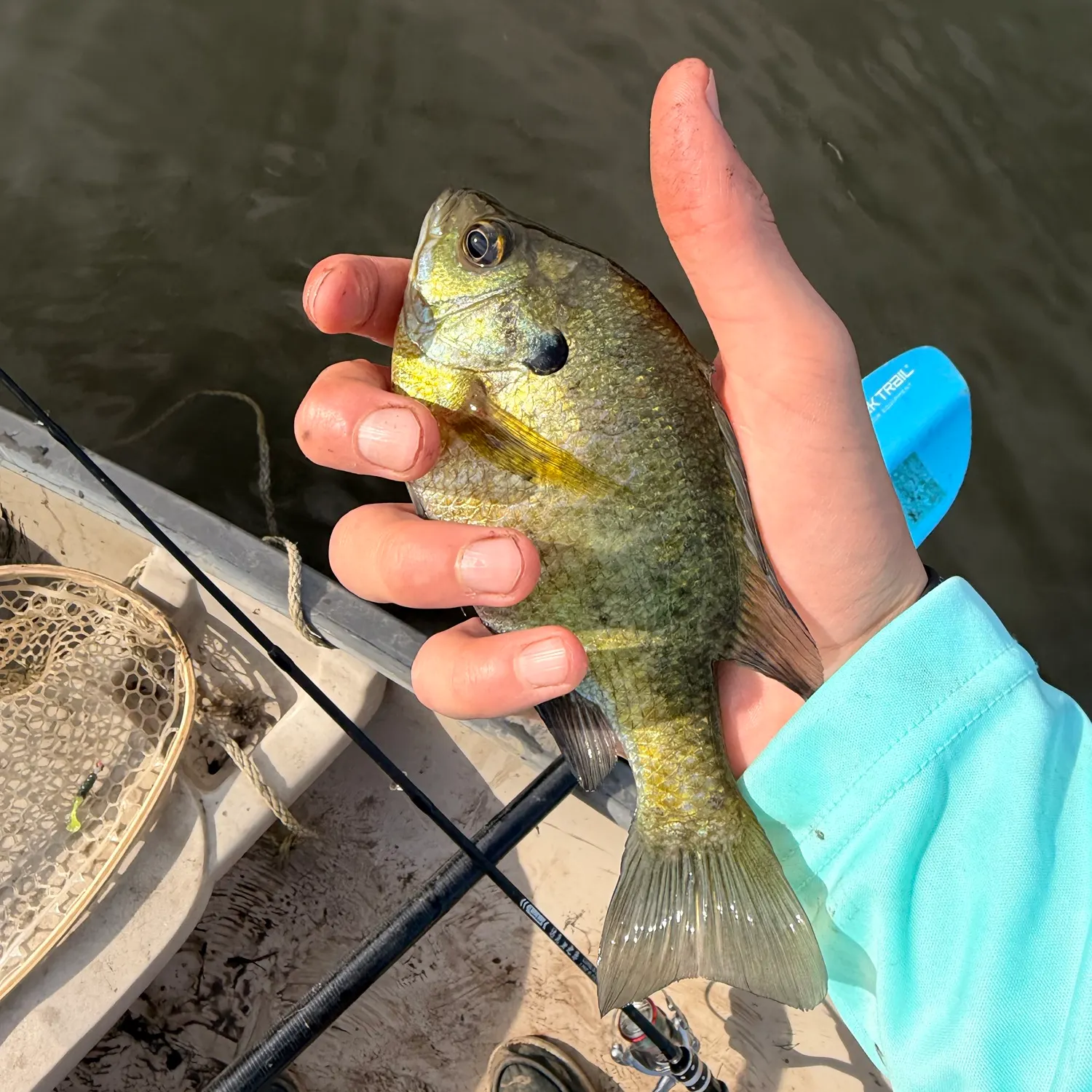 Bluegill caught on Fishbrain
