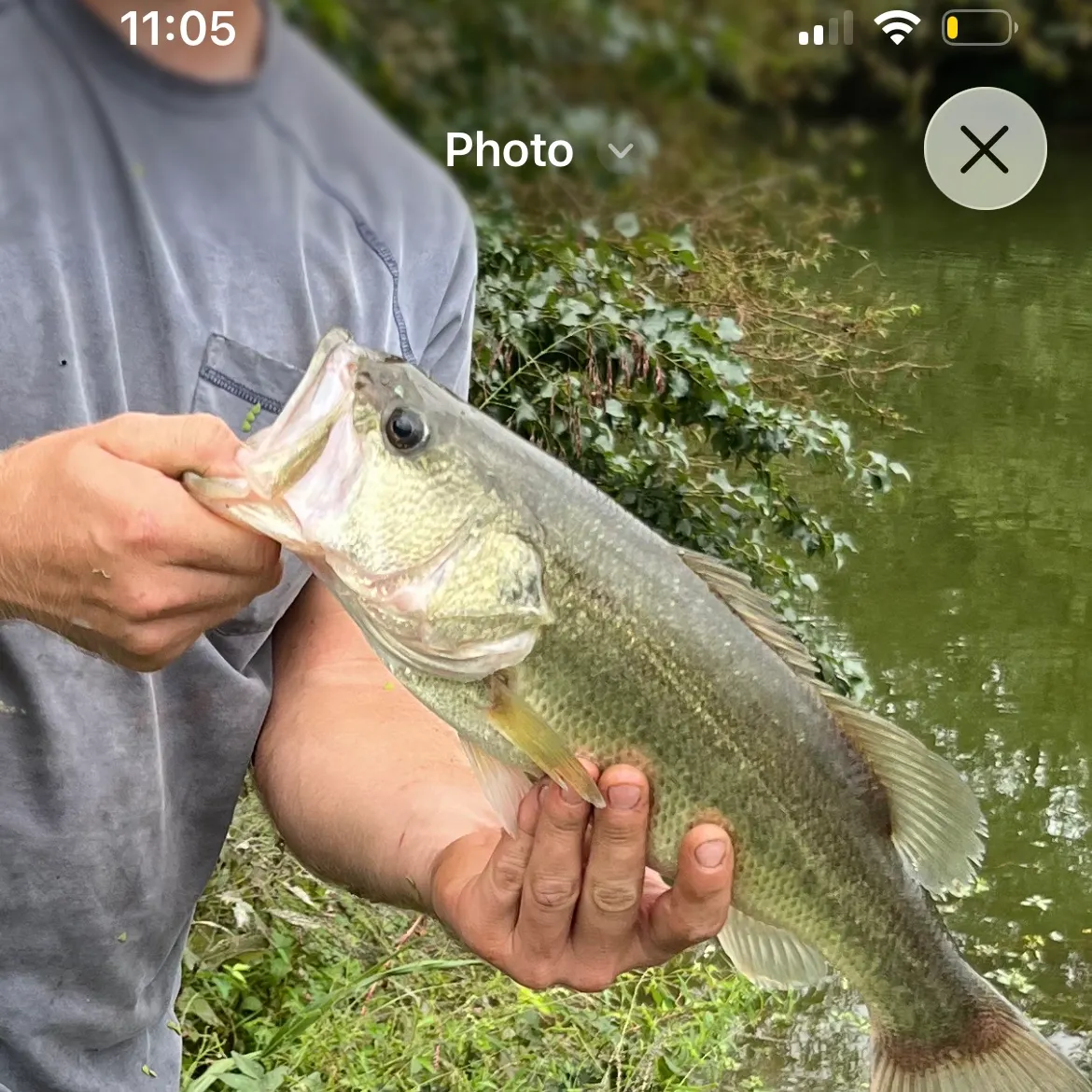 Largemouth bass caught on Fishbrain
