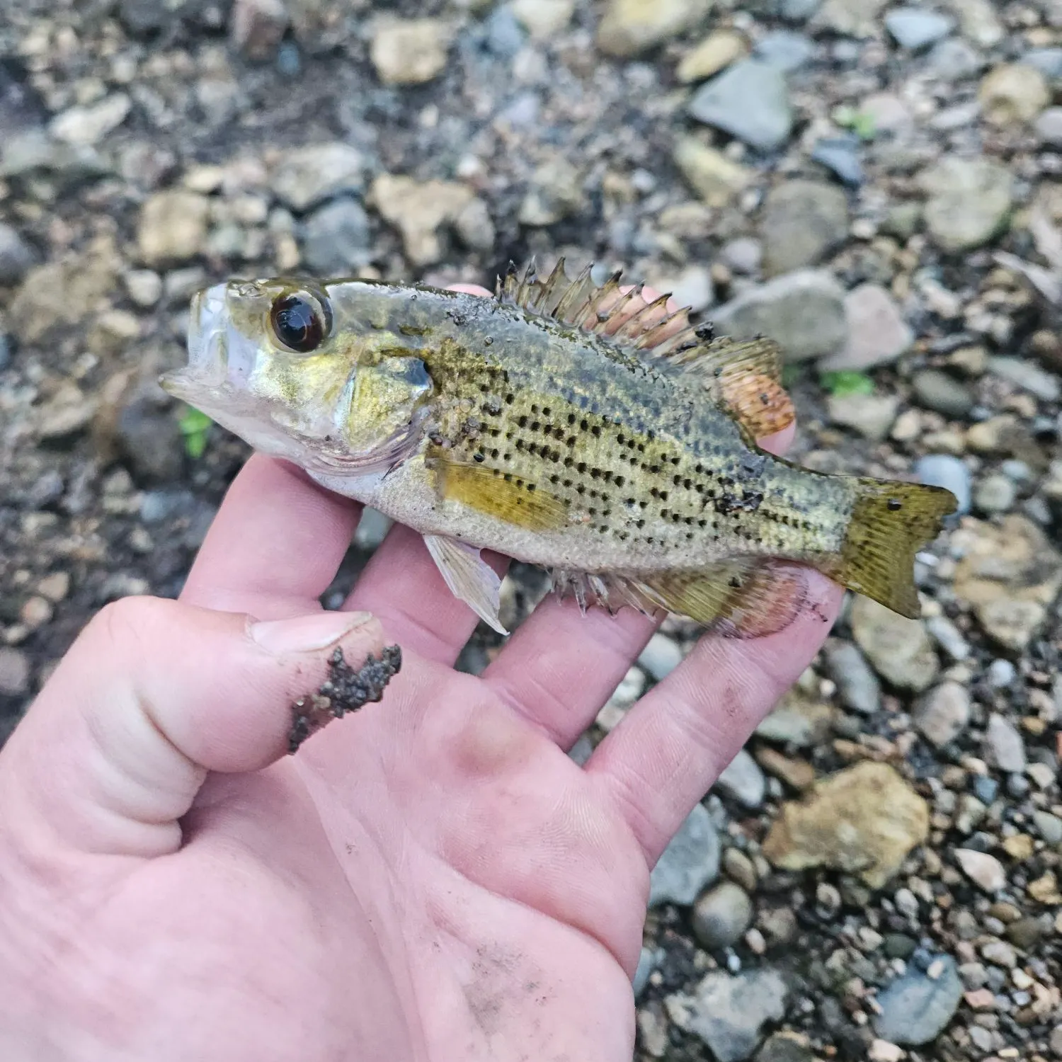Rock bass caught on Fishbrain