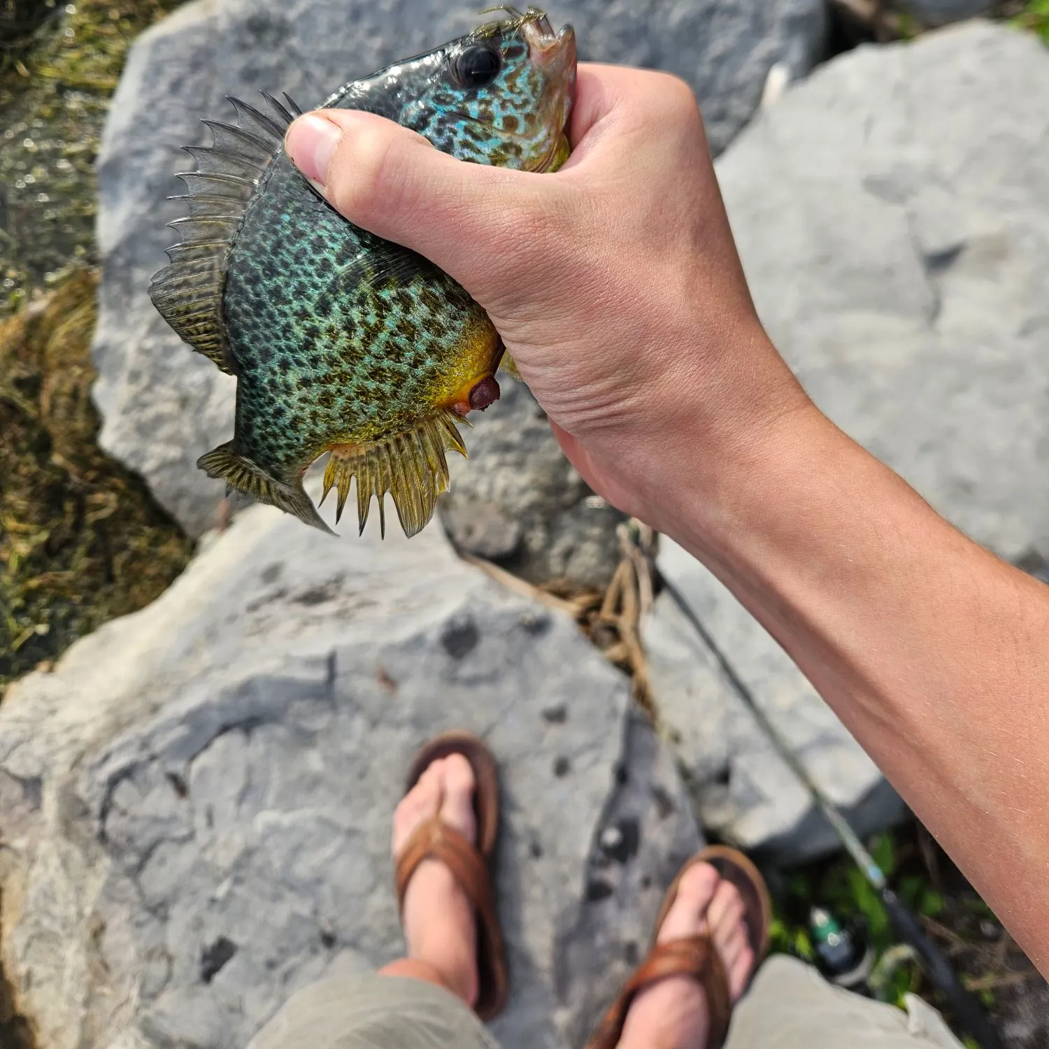 The most recent Pumpkinseed catches on Fishbrain