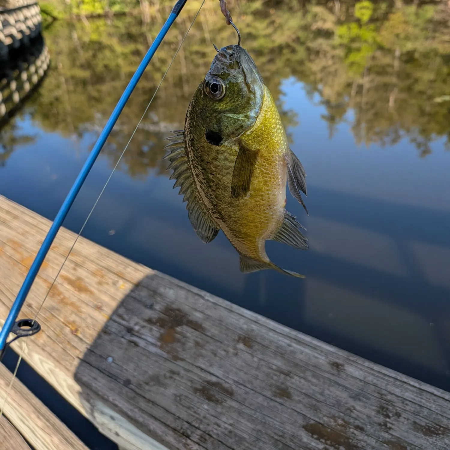 Bluegill caught on Fishbrain