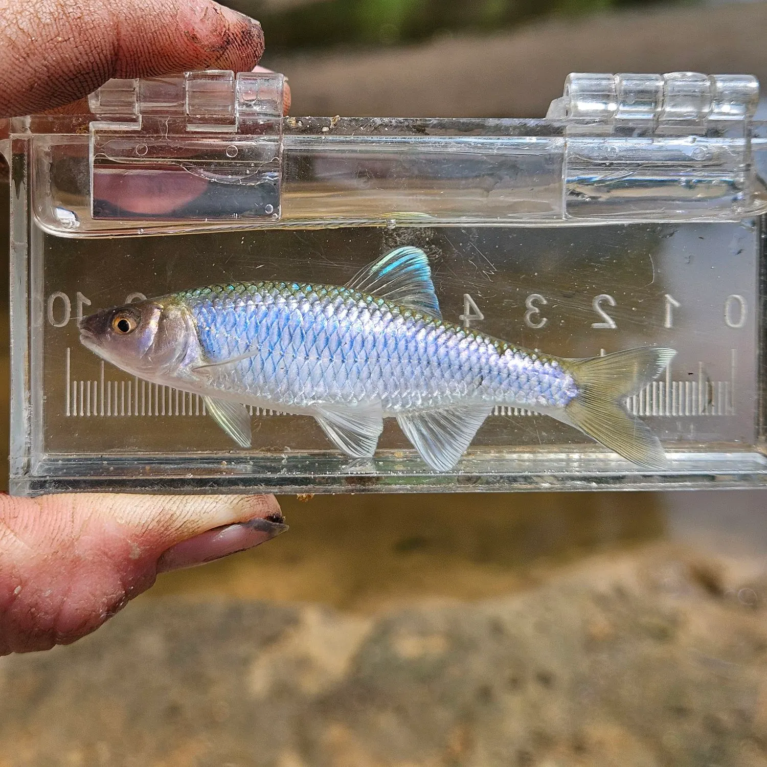 The most recent Satinfin shiner catches on Fishbrain