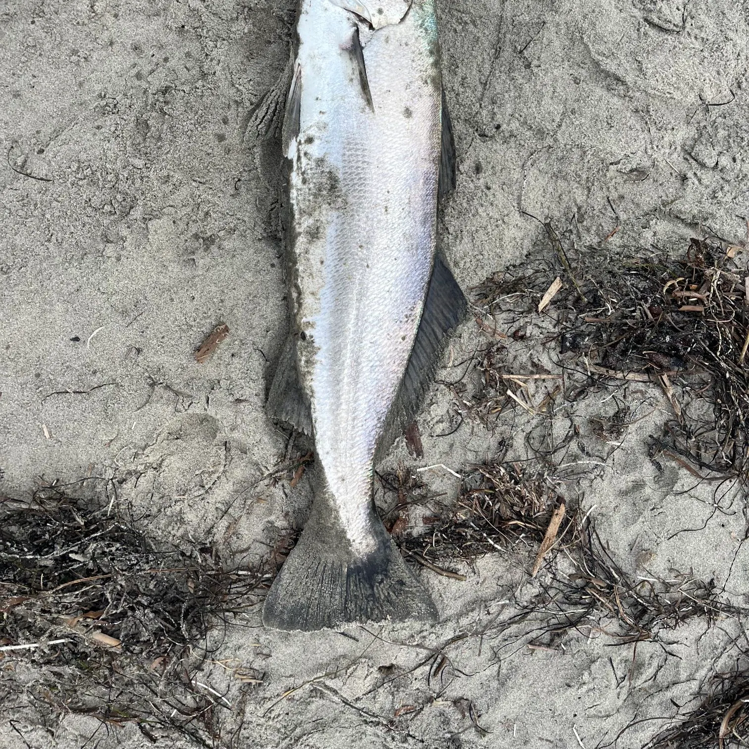 The most recent Shortfin corvina catches on Fishbrain