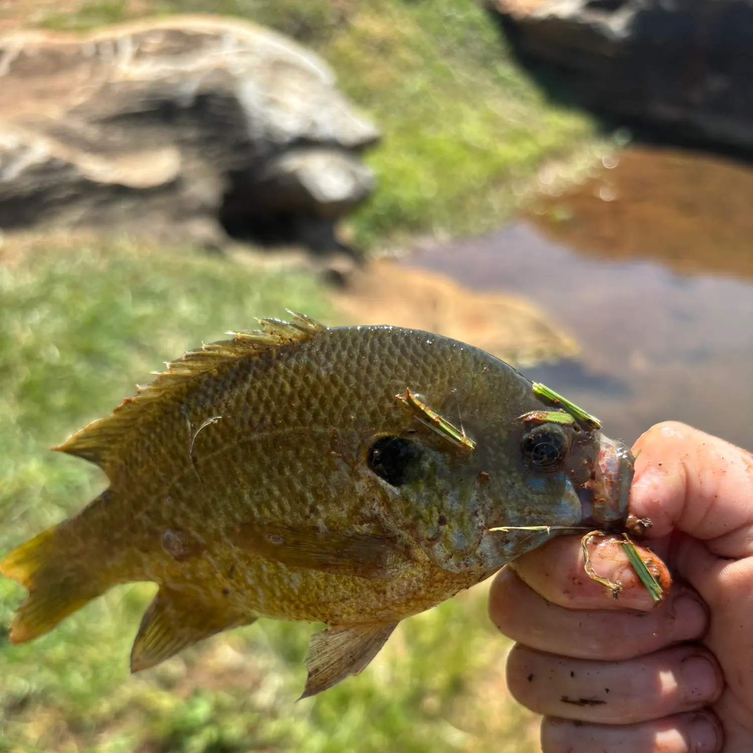 catch