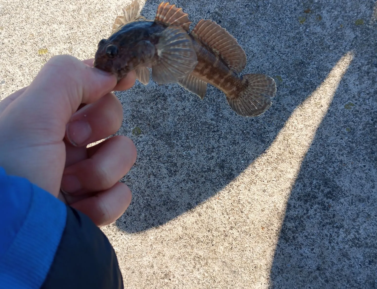 Rock goby