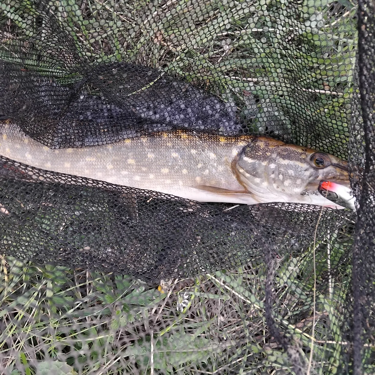 Northern pike caught on Fishbrain