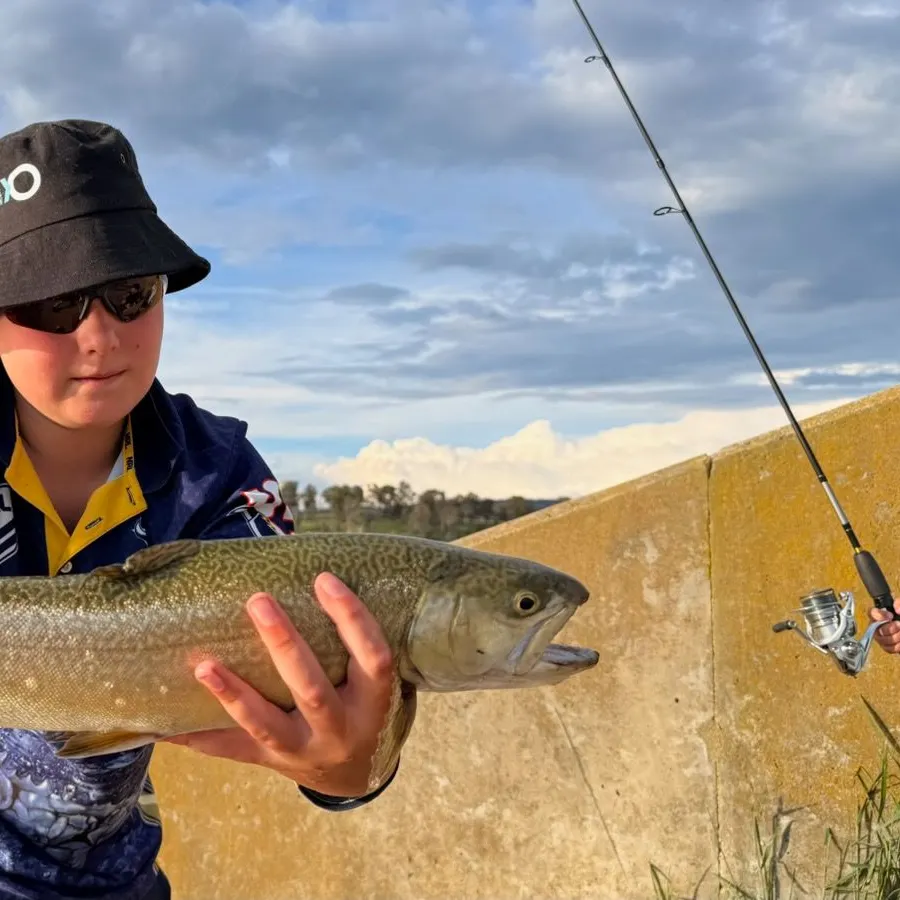 Tiger trout caught on Fishbrain