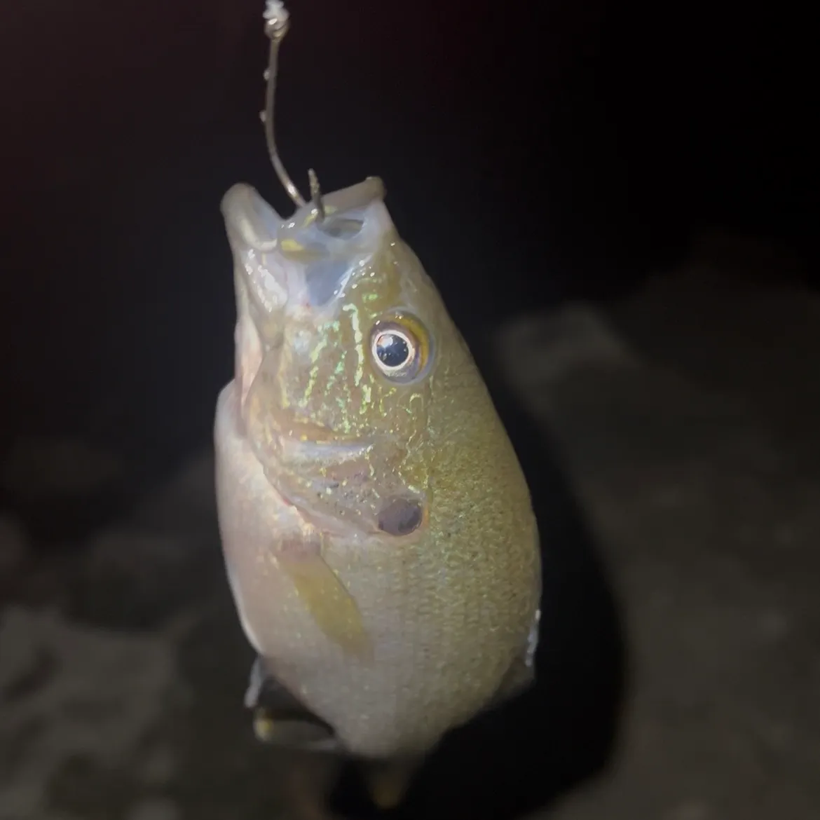Bluegill caught on Fishbrain