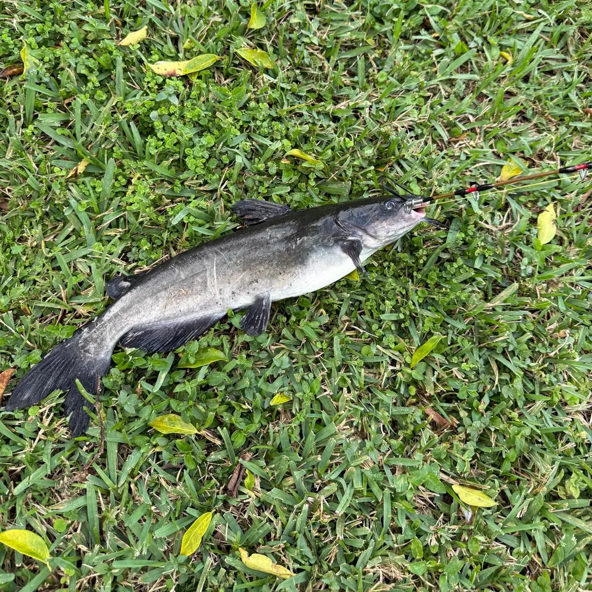 The most recent Bagrid catfish catches on Fishbrain