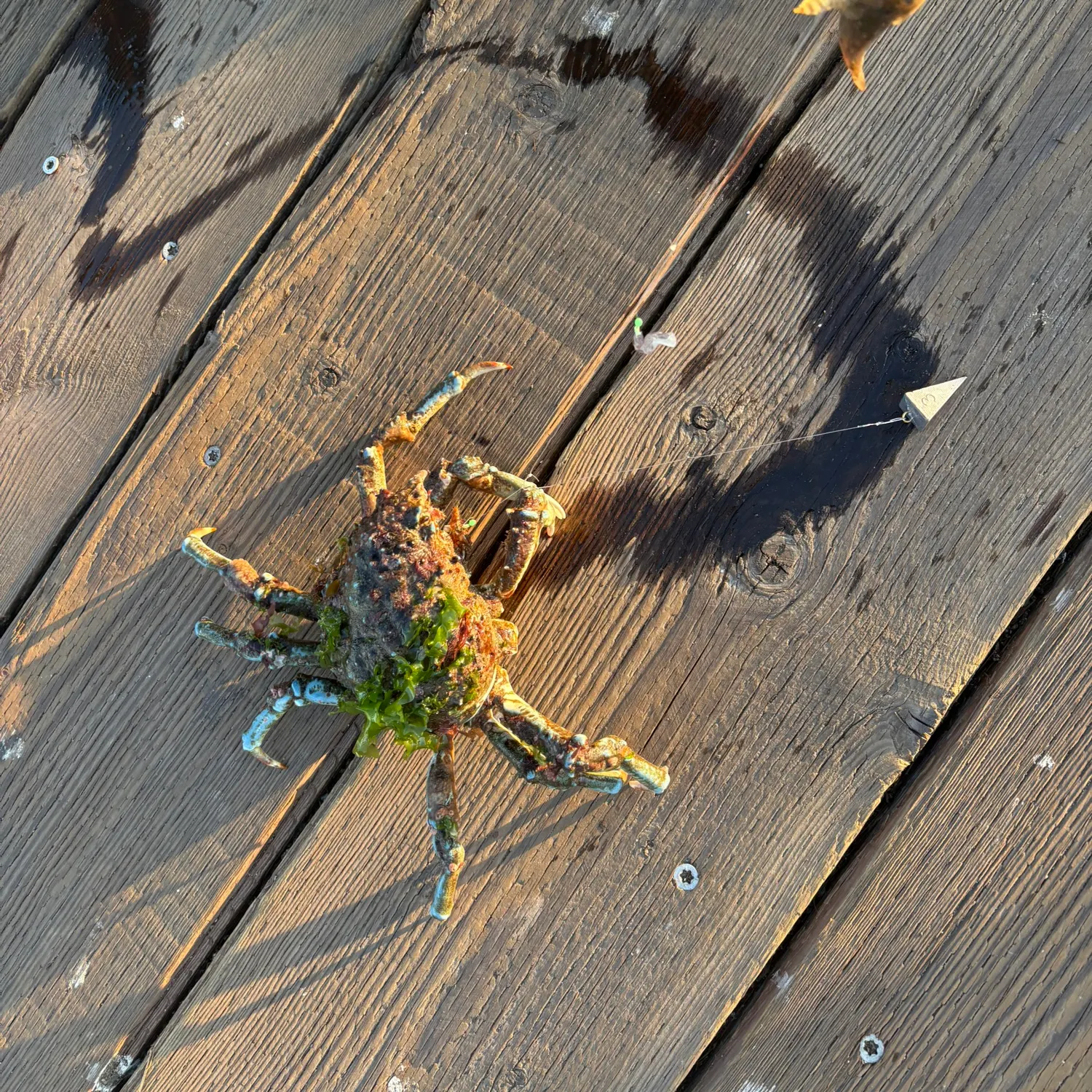 The most recent Sheep crab catches on Fishbrain