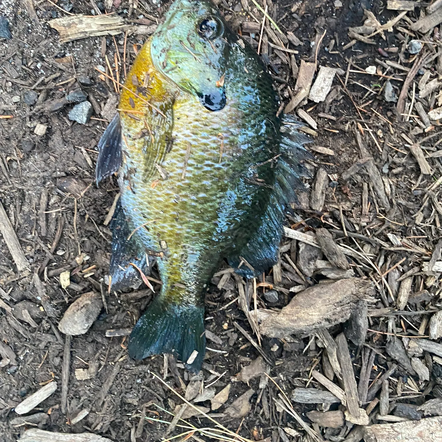 Bluegill caught on Fishbrain