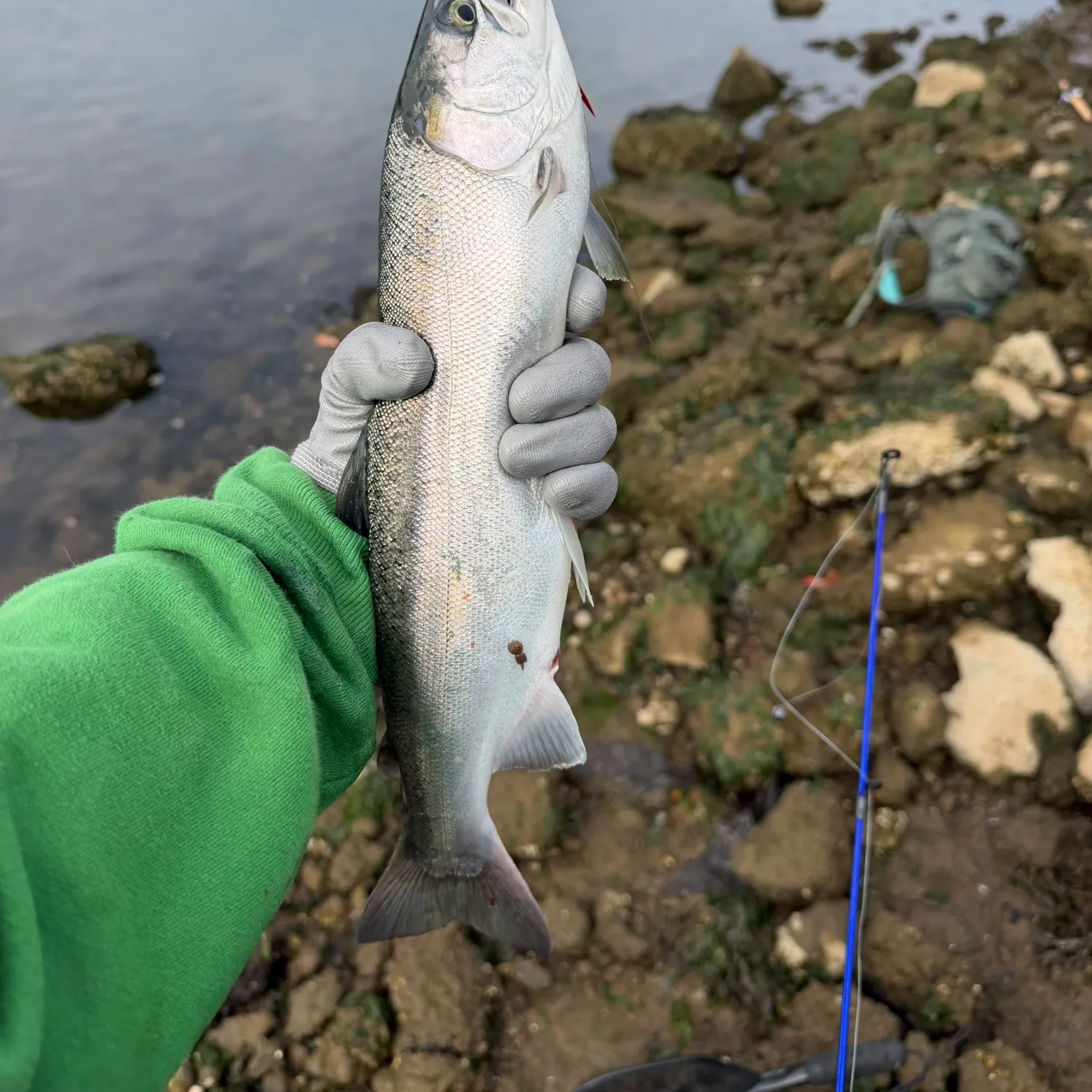 Coho salmon caught on Fishbrain