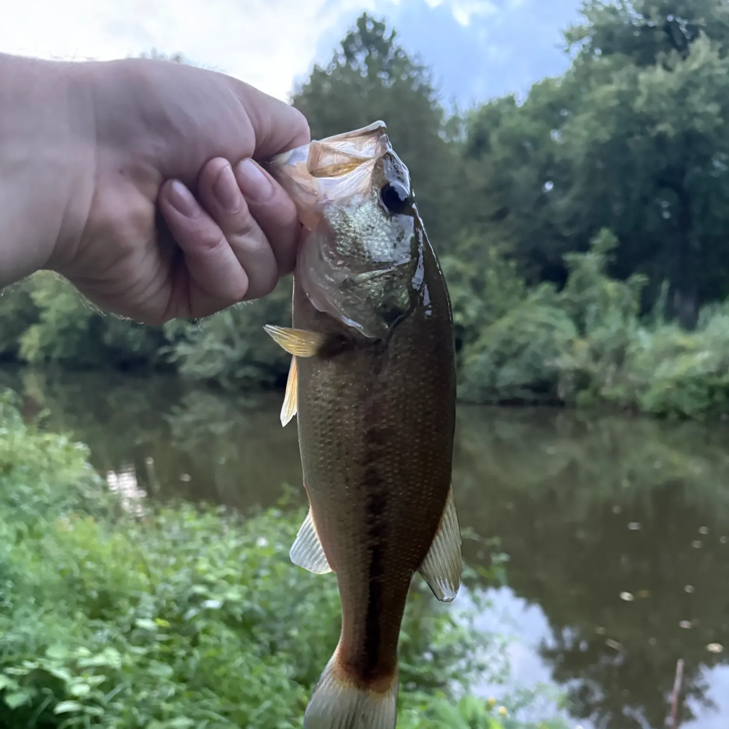Largemouth bass caught on Fishbrain