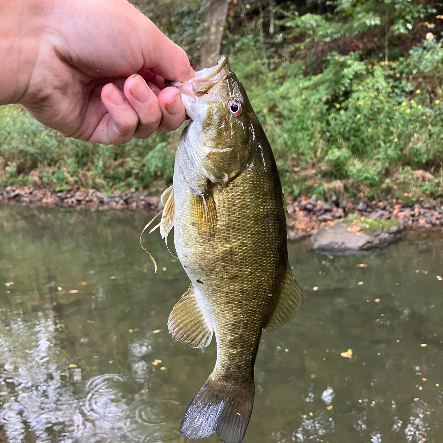 Smallmouth bass caught on Fishbrain