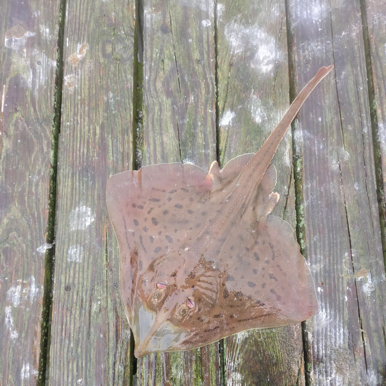 The most recent Atlantic stingray catches on Fishbrain