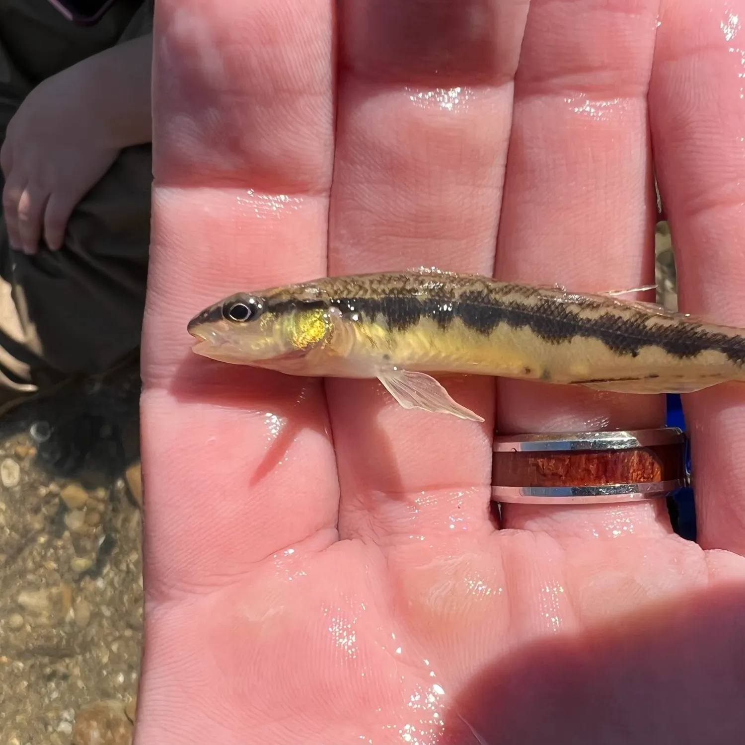 The most popular recent Dusky darter catch on Fishbrain