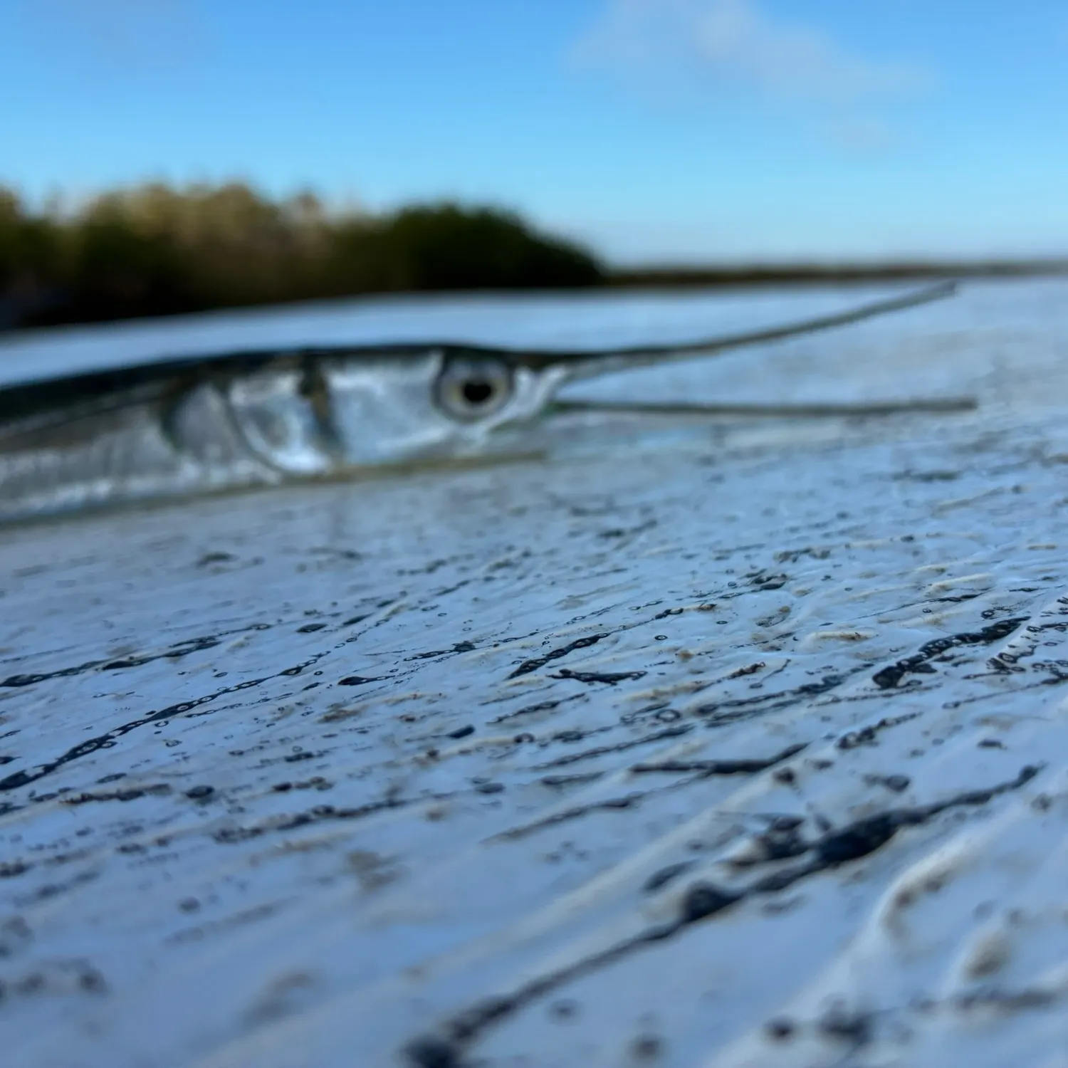 The most recent Needlenose gar catches on Fishbrain