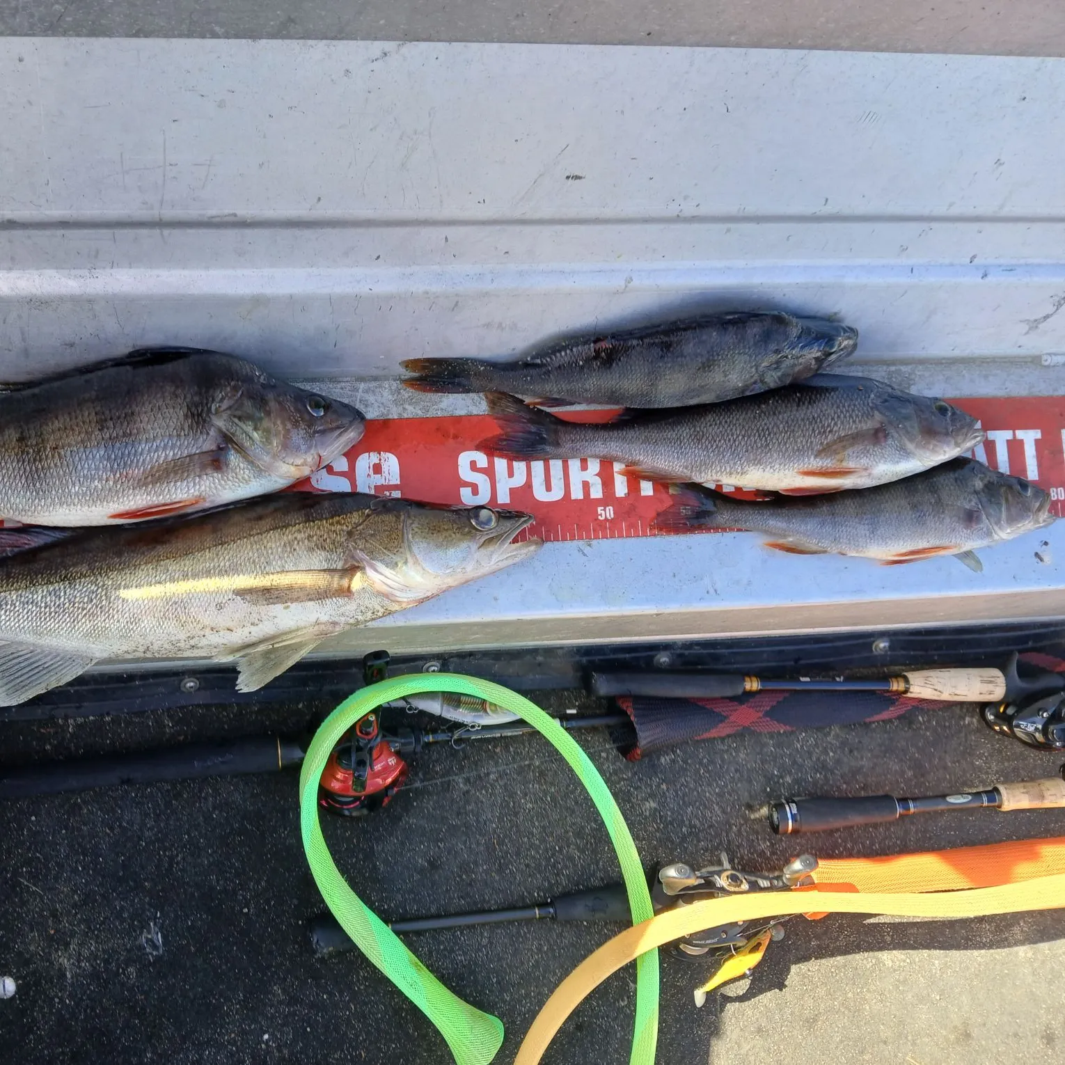 recently logged catches