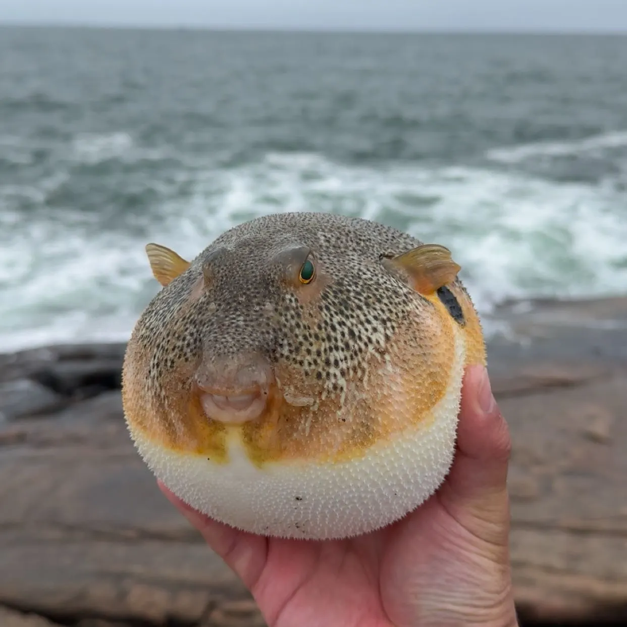 Northern puffer caught on Fishbrain