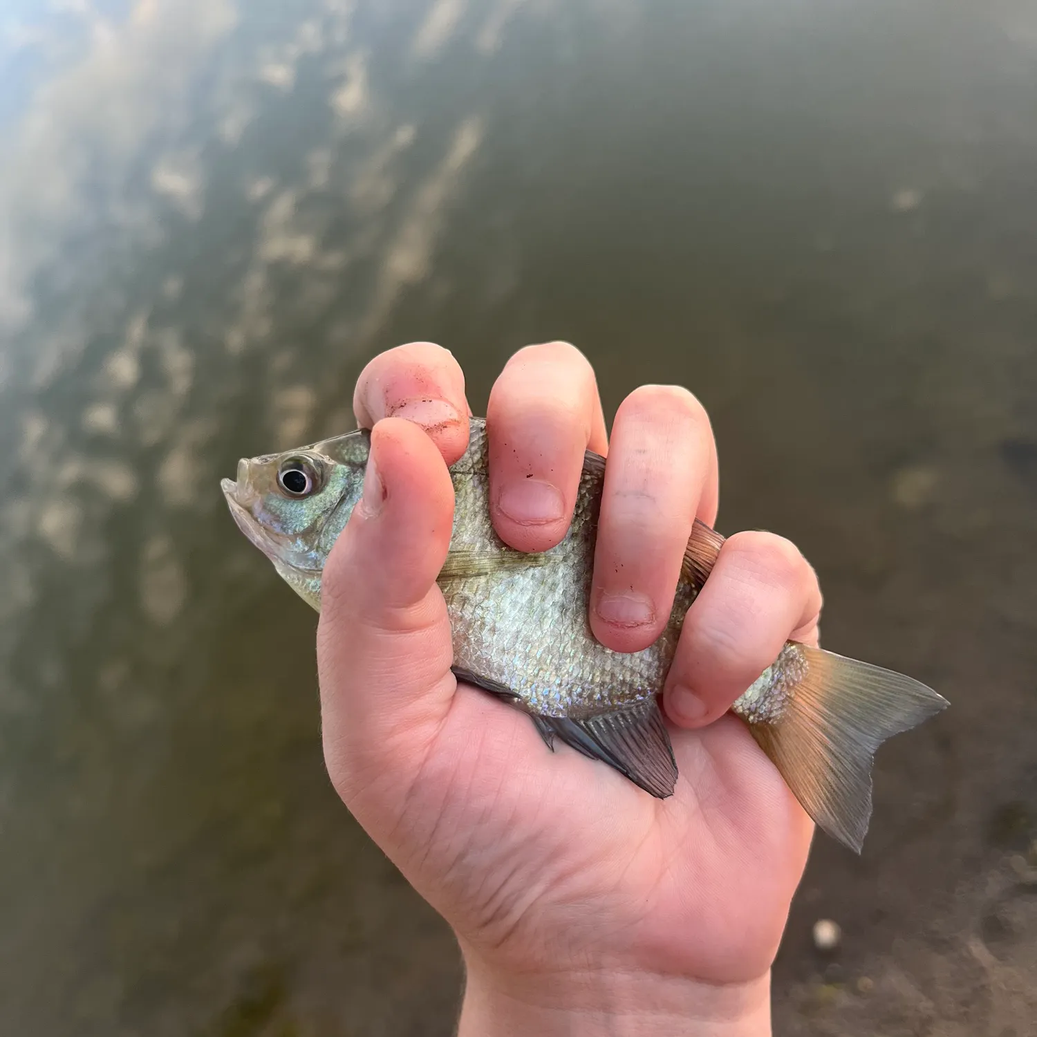 Bluegill caught on Fishbrain