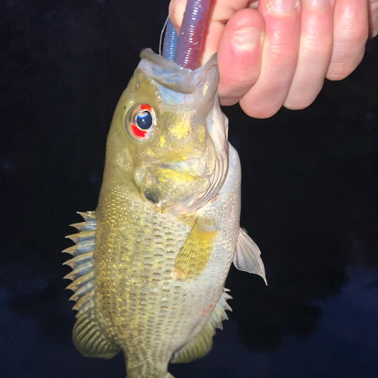 Rock bass caught on Fishbrain
