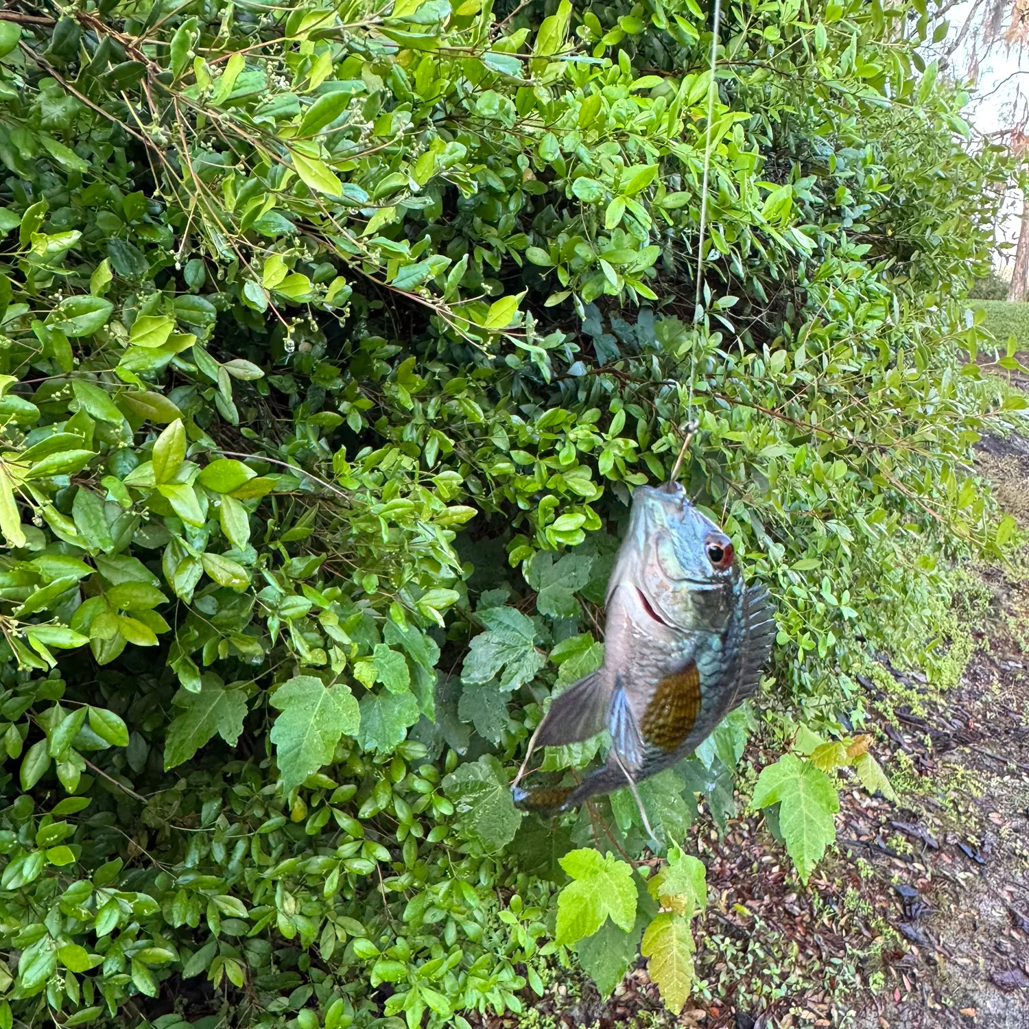 The most recent Chanchita catches on Fishbrain