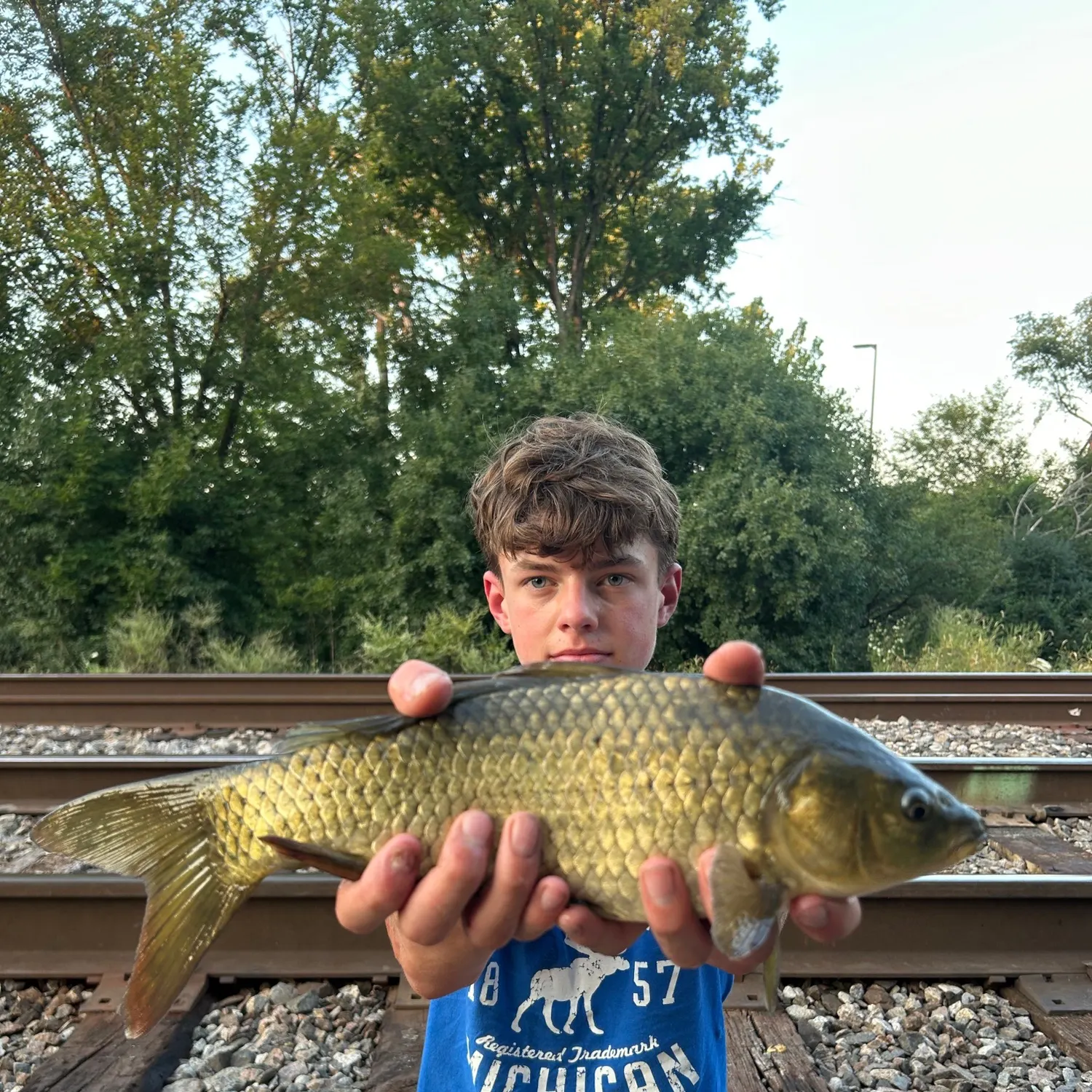 Common carp caught on Fishbrain