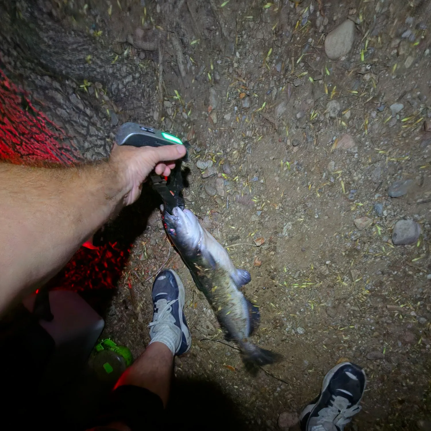 Channel catfish caught on Fishbrain