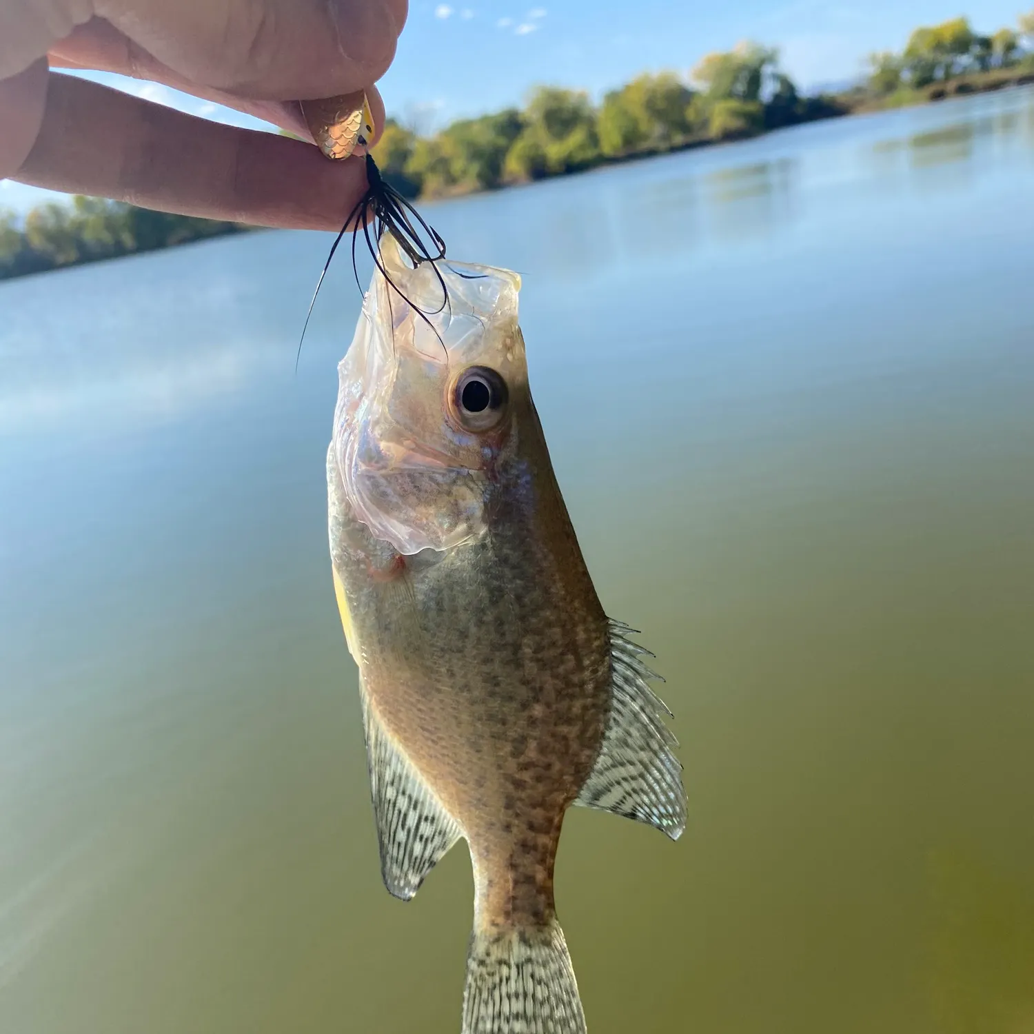 Black crappie caught on Fishbrain