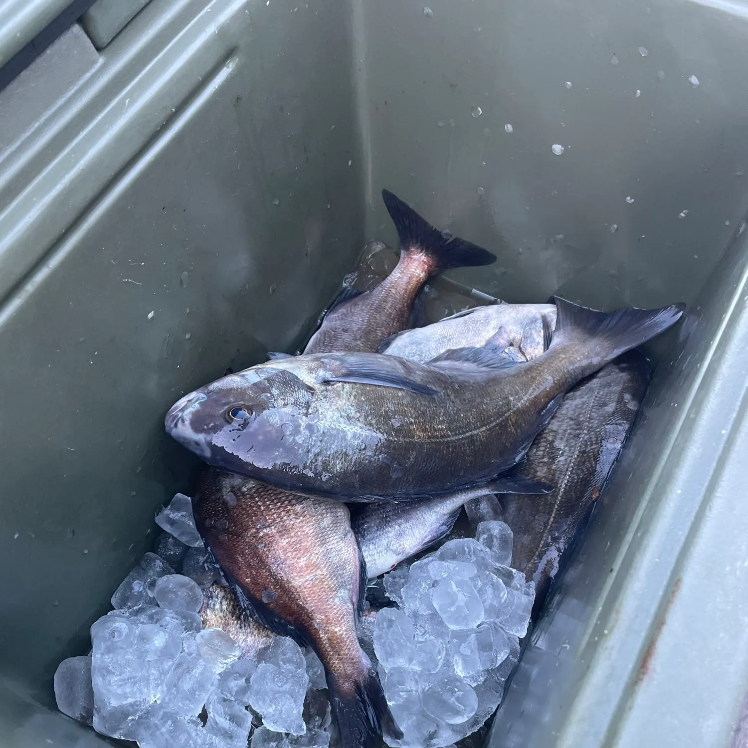 The most recent Hottentot seabream catches on Fishbrain