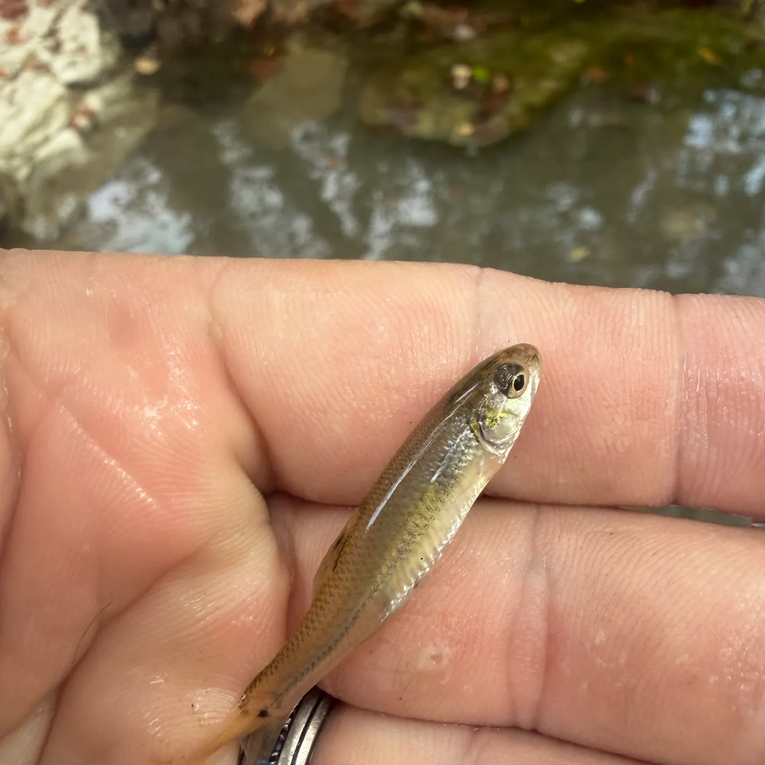 The most recent Bluntnose minnow catches on Fishbrain