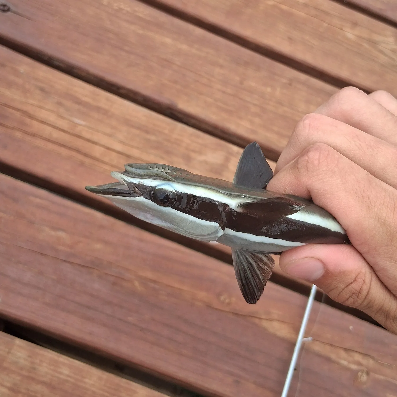 Common remora caught on Fishbrain