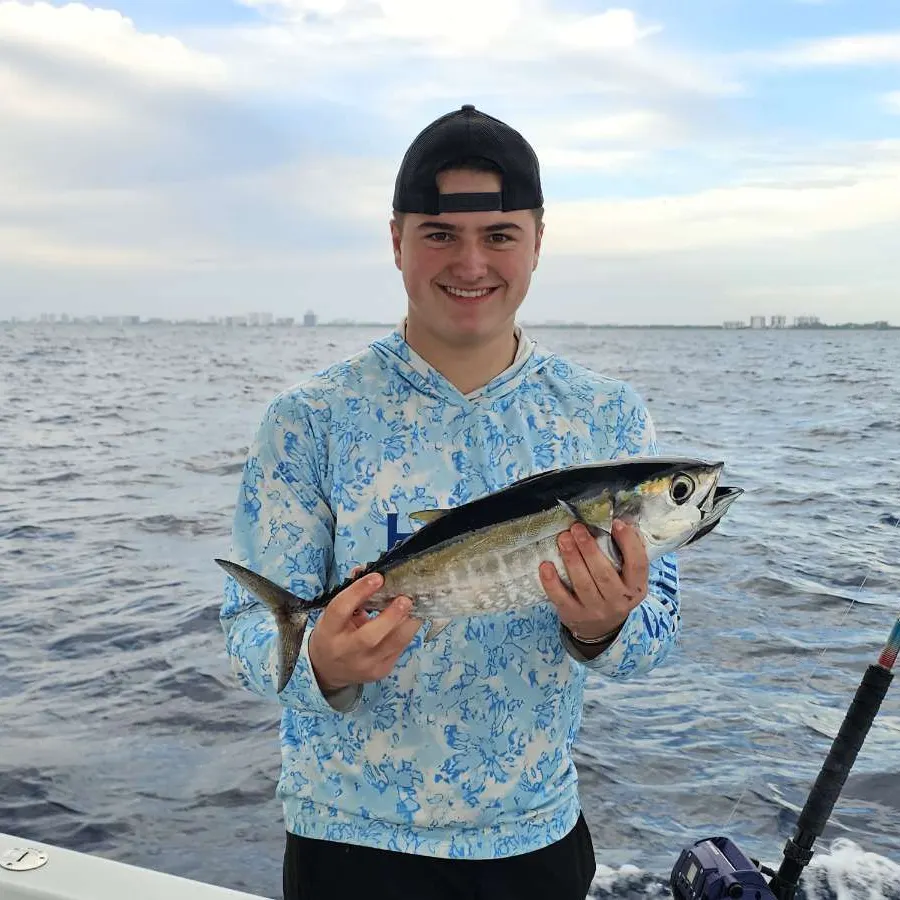 The most recent Blackfin tuna catches on Fishbrain