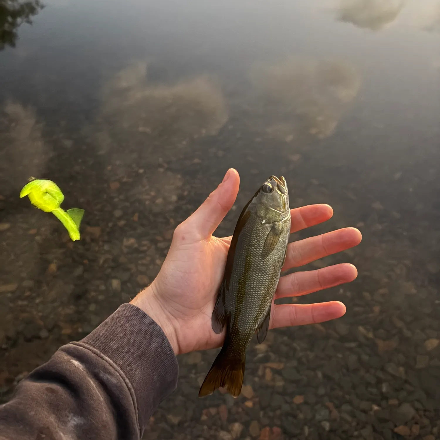 Smallmouth bass caught on Fishbrain