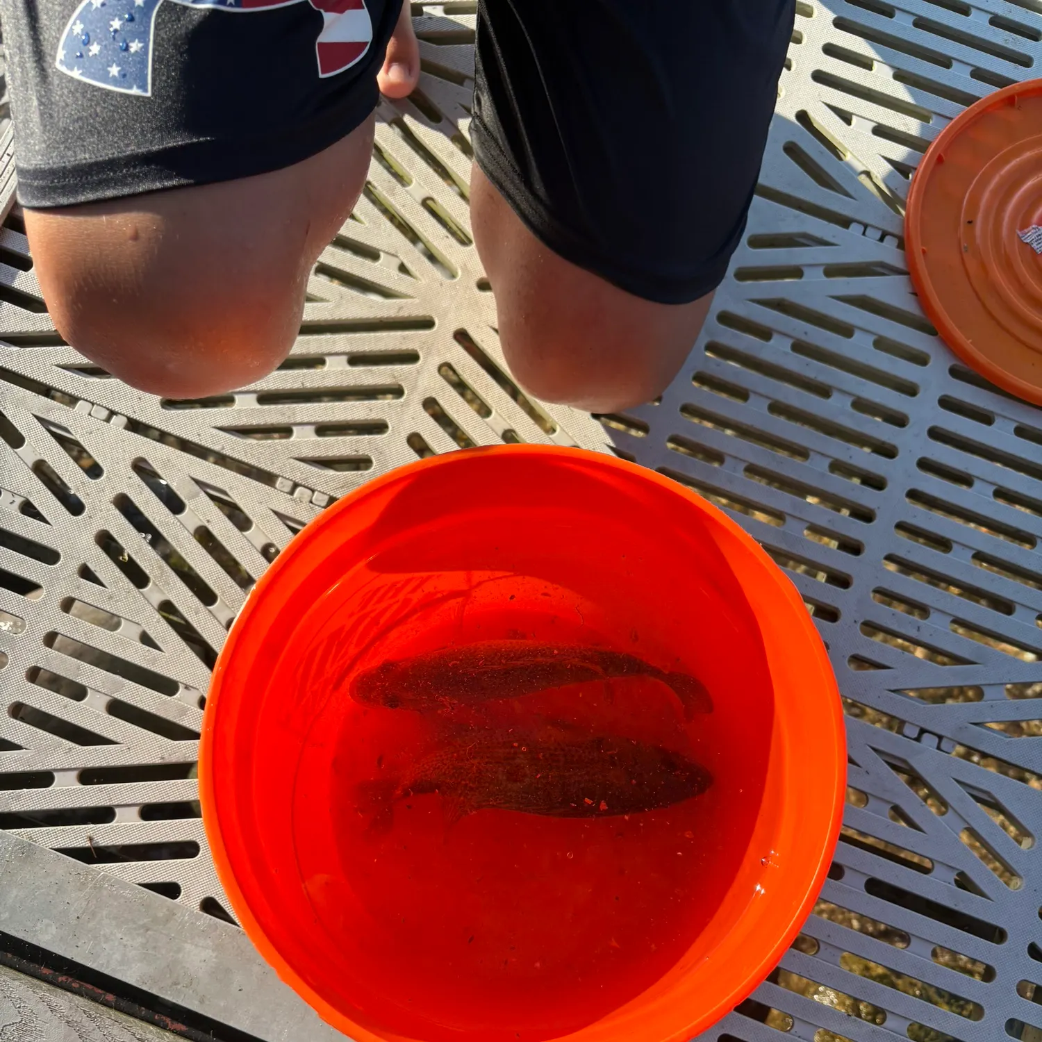 Rock bass caught on Fishbrain