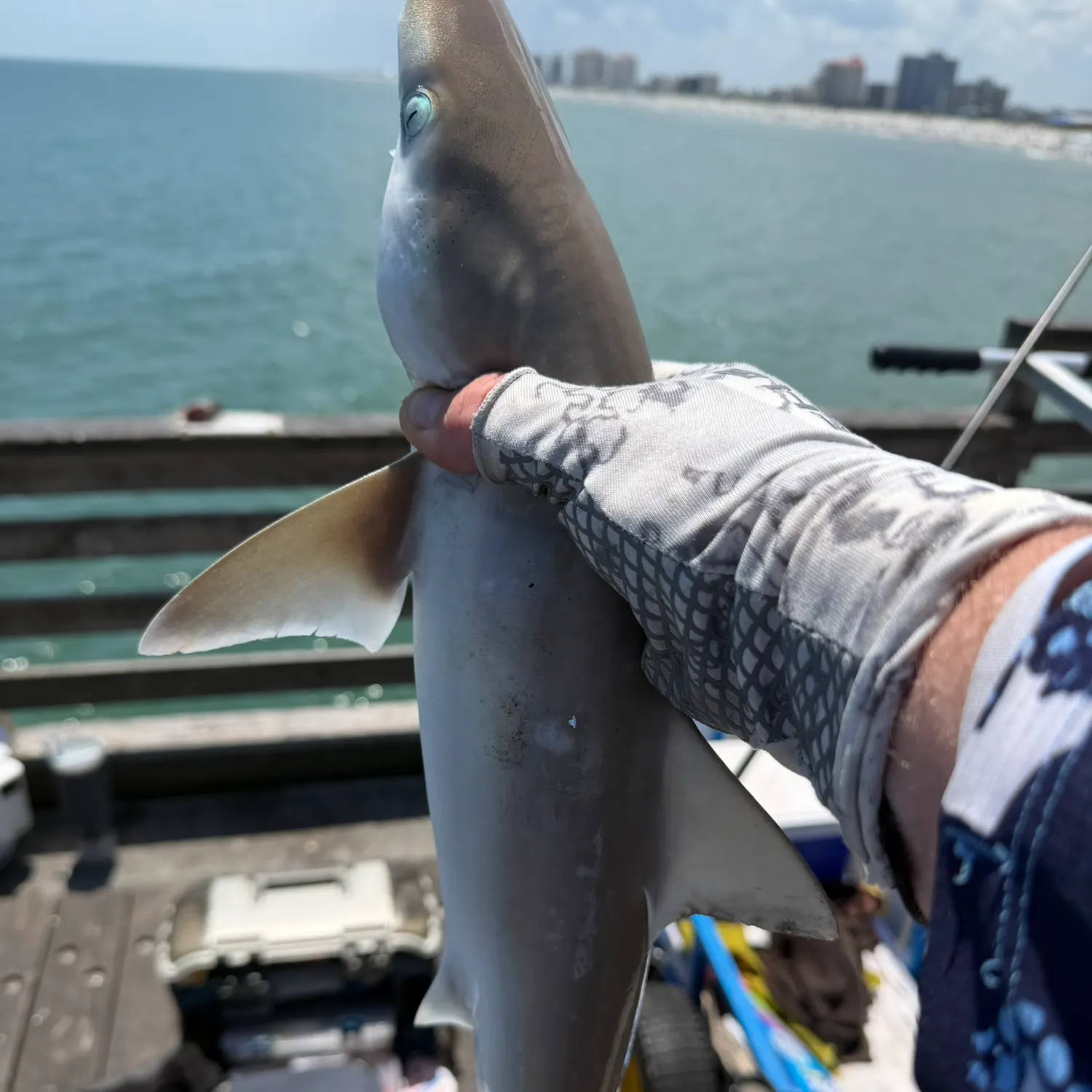 The most recent Atlantic sharpnose shark catches on Fishbrain