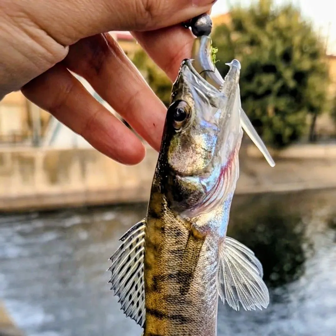 The most recent Volga pikeperch catches on Fishbrain