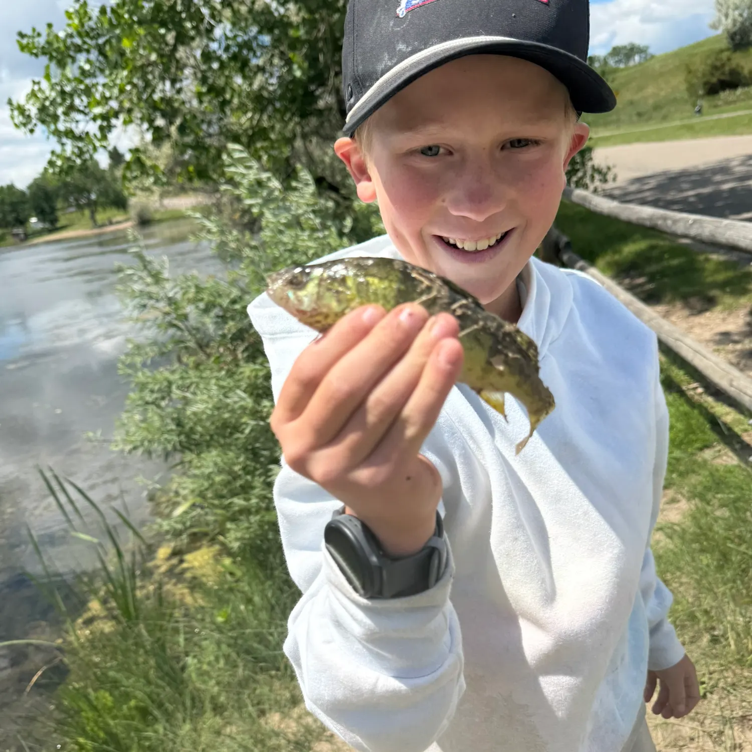 The most recent Yellow perch catches on Fishbrain