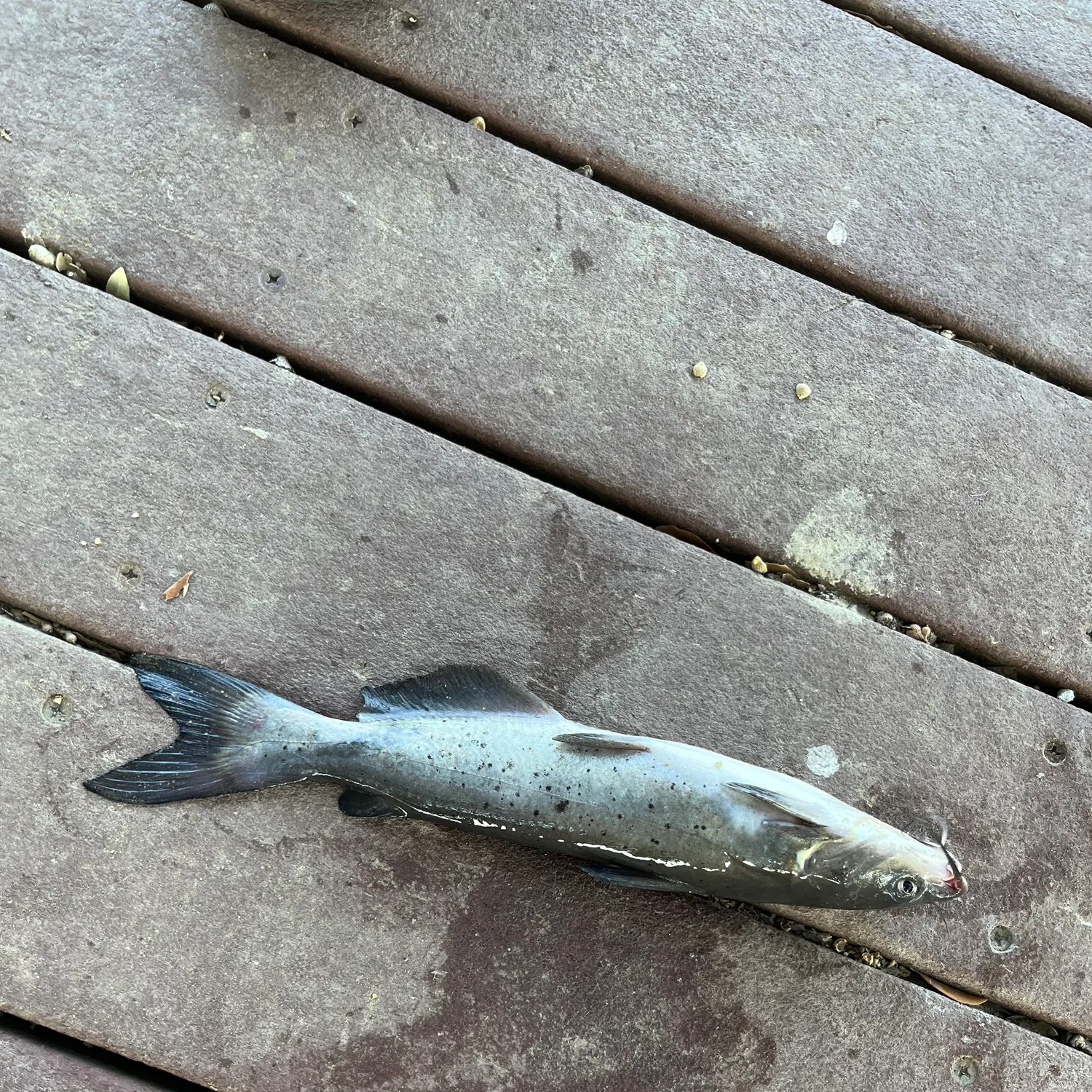 Channel catfish caught on Fishbrain