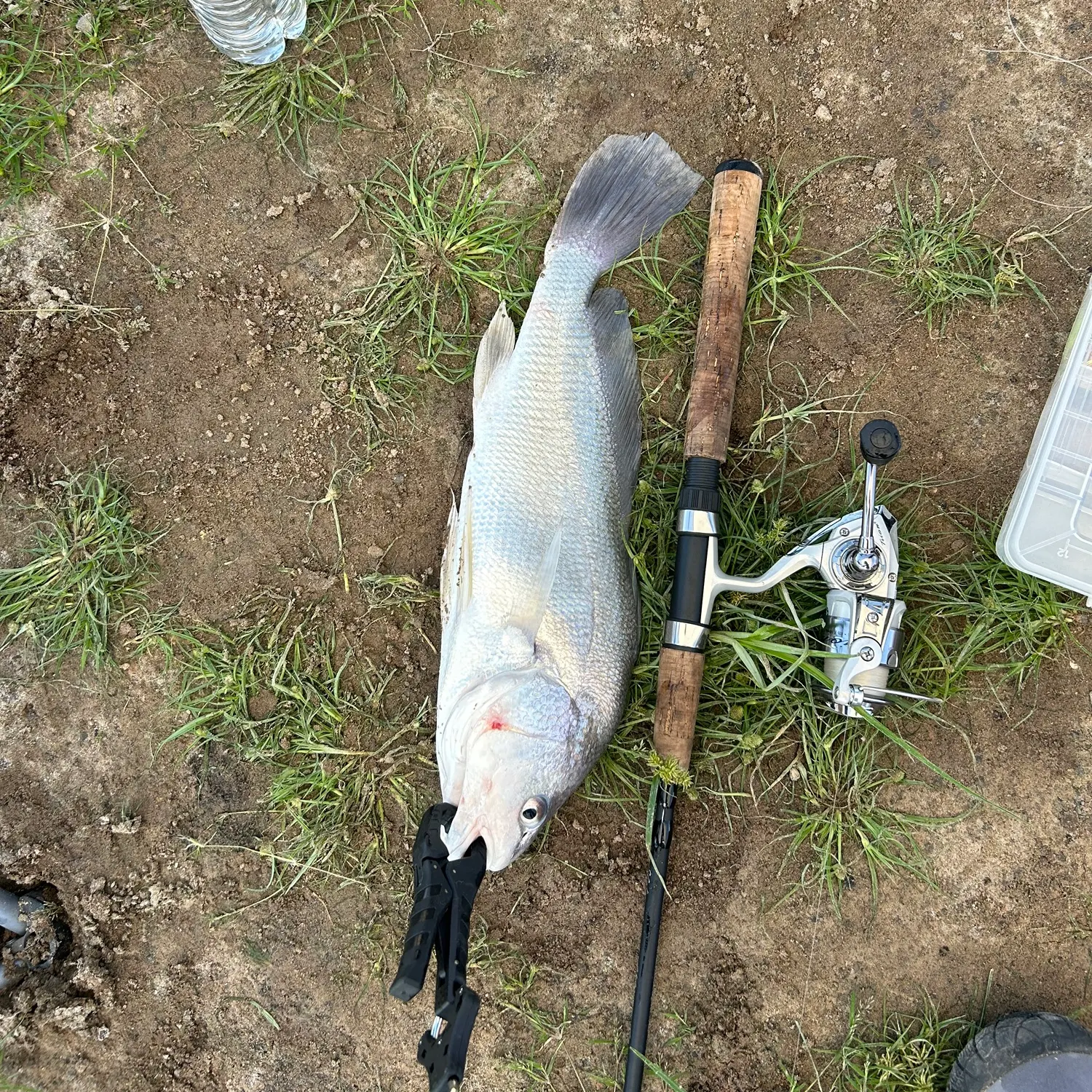 Freshwater drum caught on Fishbrain