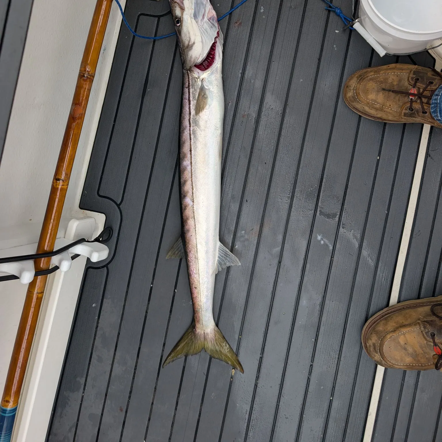 The most recent Pacific barracuda catches on Fishbrain