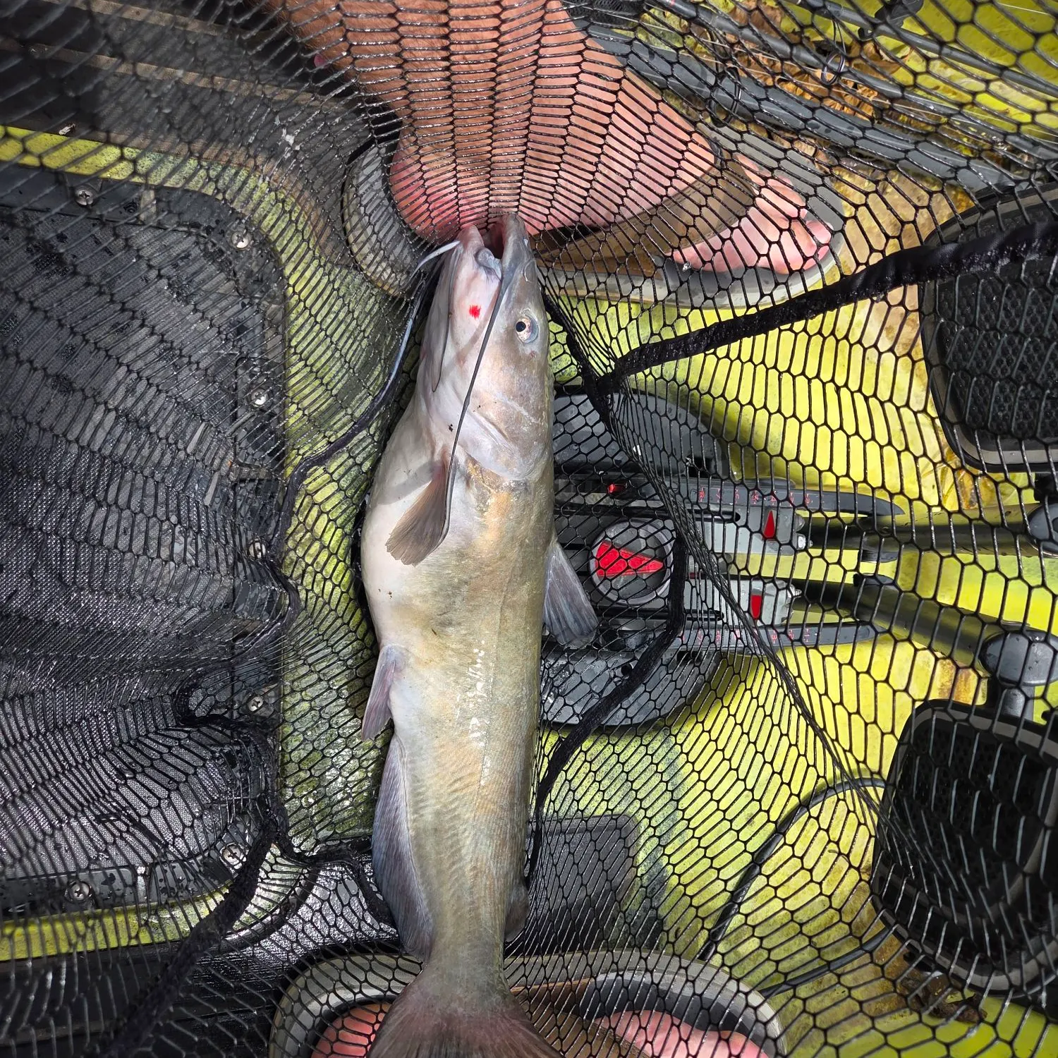 Channel catfish caught on Fishbrain