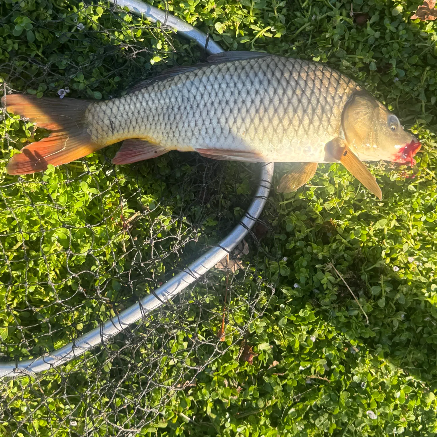 Common carp caught on Fishbrain