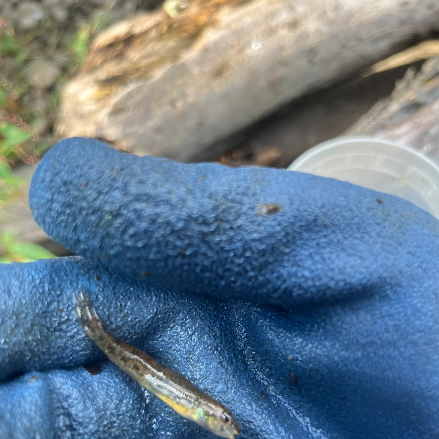 The most recent Northern tessellated darter catches on Fishbrain