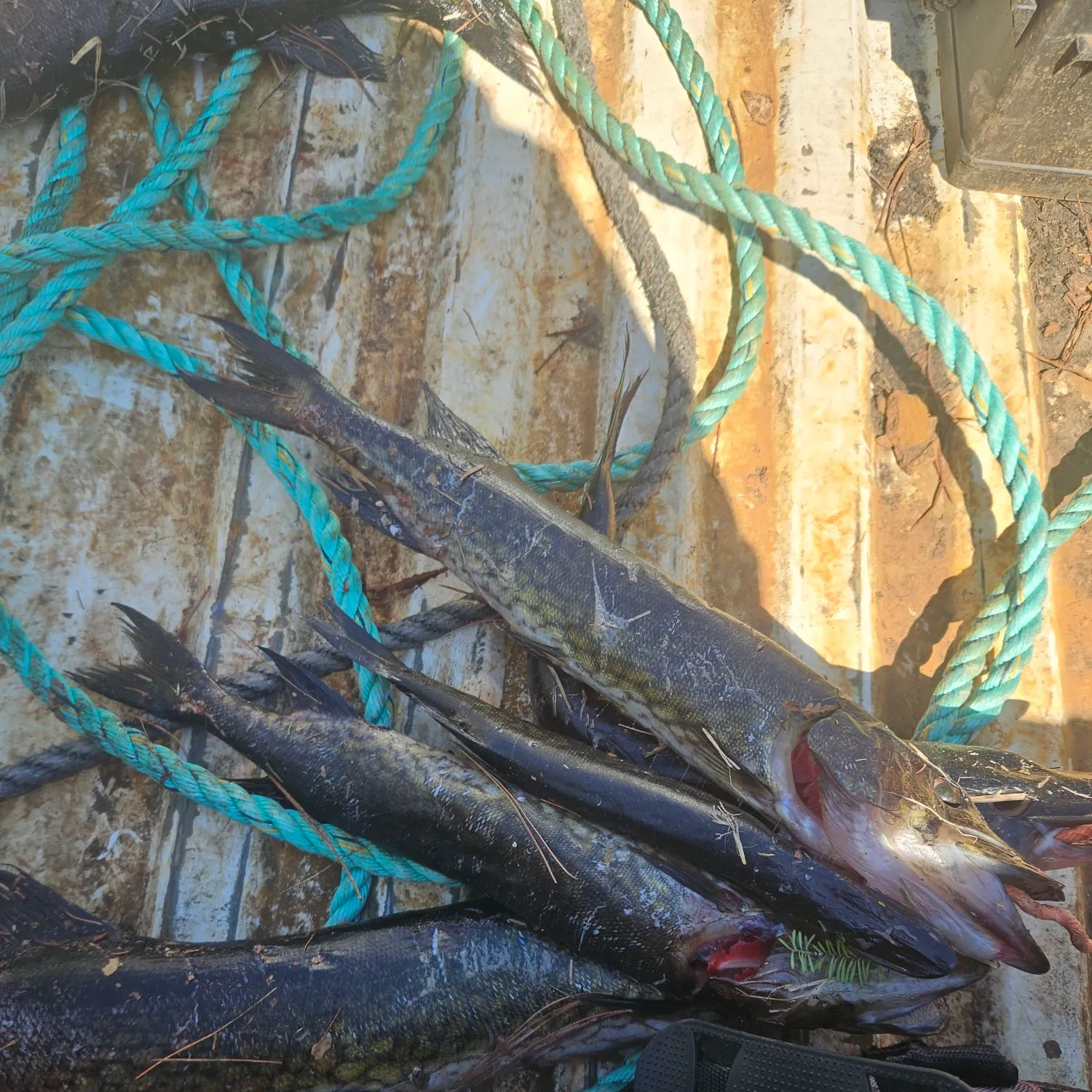 recently logged catches