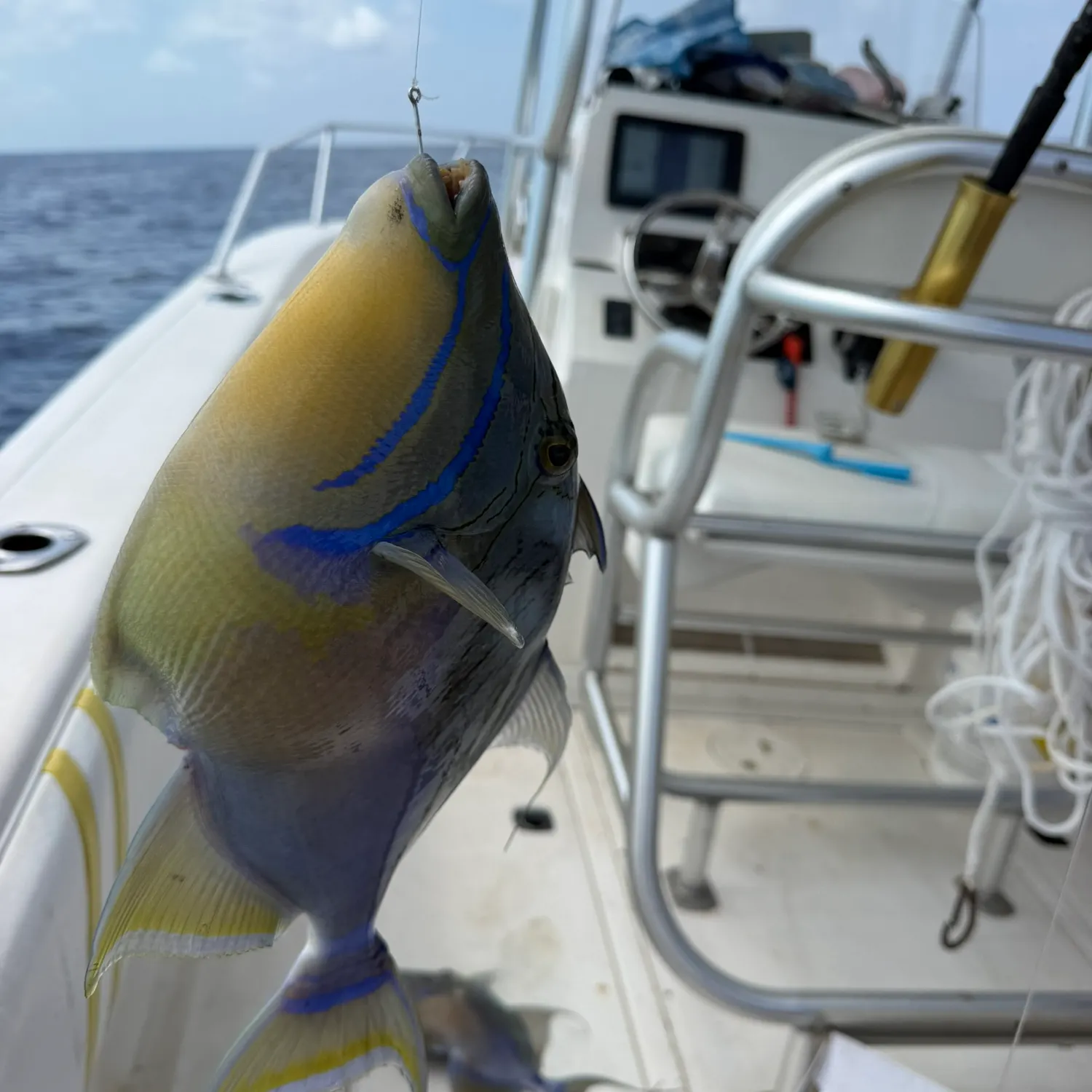 The most recent Queen triggerfish catches on Fishbrain